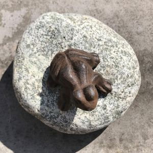 kikker op zwerfkei
